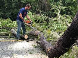 Best Tree Risk Assessment  in Devon, PA