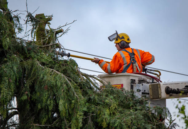 Best Tree Cabling and Bracing  in Devon, PA