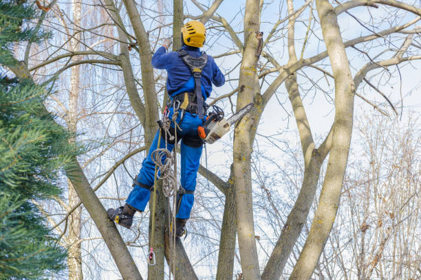 Reliable Devon, PA Tree Services Solutions