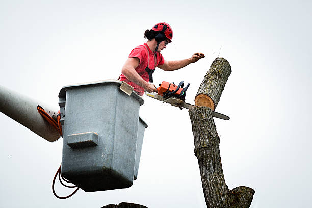 Best Hazardous Tree Removal  in Devon, PA